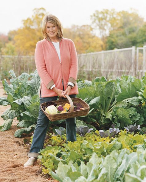 Martha's Vegetables Gardening Tricks, Martha Stewart Home, Vegetable Garden Tips, Easy Gardening, Garden Guide, Vegetable Garden Design, Vegetable Gardening, Veggie Garden, Seed Starting