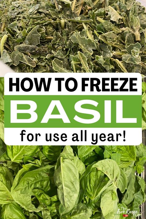 How to Freeze Basil for Year Round Use Freezing Basil Leaves, Freeze Basil Leaves, How To Freeze Basil, Storing Basil, Preserving Basil, Cooking With Fresh Herbs, Growing Cilantro, Dried Basil Leaves, Food Preserving