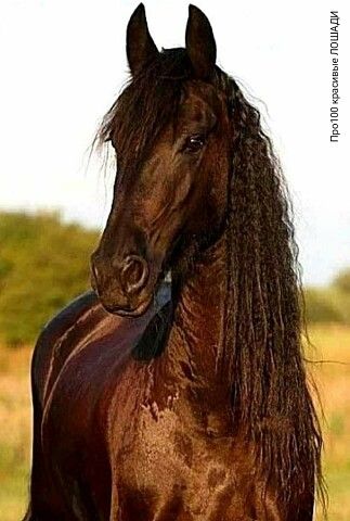 Men Hugging, Unique Horses, Friesian Horses, Beautiful Chocolate, Most Beautiful Horses, Friesian Horse, Most Beautiful Animals, Majestic Horse, Brown Horse