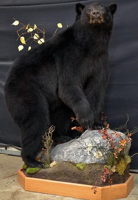 Bear Season (Nature's Way Taxidermy) Bear Mounts Taxidermy, Black Bear Mounts, Black Bear Taxidermy, Bear Taxidermy, Deer Mount Decor, Hunting Man Cave, Antler Display, Animal Mounts, Bear Mounts