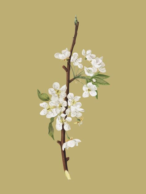 Pear Flower, Book Cover Art Design, Flower Pattern Drawing, Apricot Blossom, Pear Blossom, Cool Pictures For Wallpaper, Flowers Illustration, Blossom Tattoo, Plant Illustration