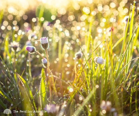 What Is Beltane, Ritual Ideas, May Baskets, Morning Friday, Farm Cottage, Morning Dew, Beltane, Easter Holidays, School Holidays