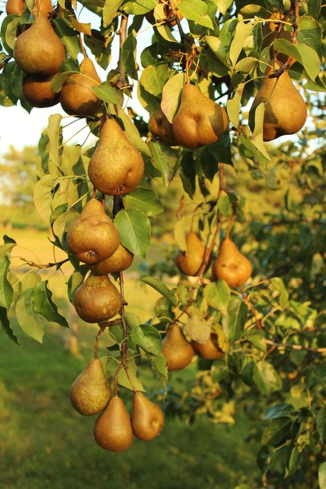 IMG_2133 Bosc Pear Tree Pear Orchard Aesthetic, Aesthetic Fruit Trees, Pear Tree Aesthetic, Pears Aesthetic, Pear Aesthetic, Fruit Harvesting, Grape Orchard, Jasmine Core, Pear Orchard