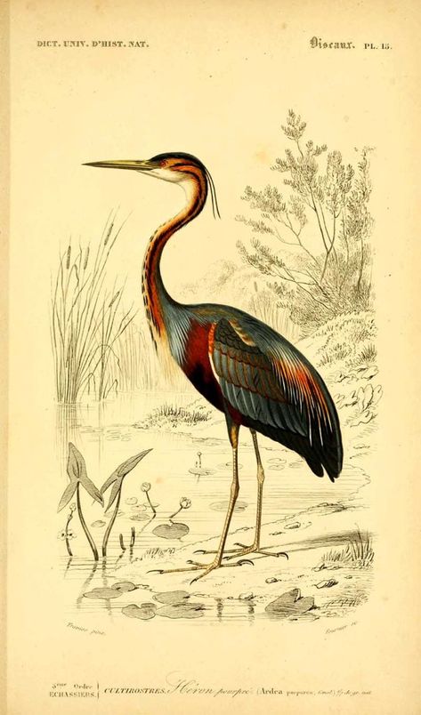 Heron Illustration, Purple Heron, Nocturnal Birds, Birds Of America, Picture Boxes, Journal Vintage, John James Audubon, Scientific Illustration, Blue Heron