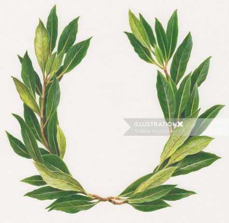 Illustration of laurel wreath Widget Inspiration, Laurel Wreath Tattoo, Yellow Labrador Puppy, Laurel Wreath Embroidery, Wreath Tattoo, Wildlife Illustration, Wreath Illustration, Nature Artists, Leaf Illustration