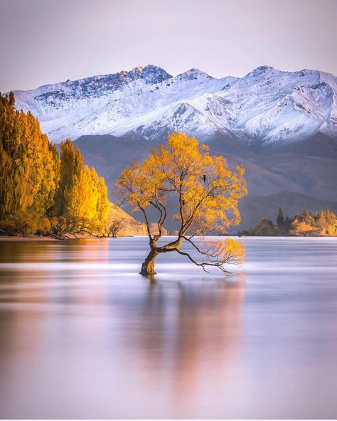 Wanaka Lake - New Zealand ✨💛💛💛✨ . Picture by ✨✨@rachstewartnz✨✨ #wonderful_places for a feature 💛 Famous Trees, Wanaka New Zealand, Lake Wanaka, Fine Art Landscape Photography, Lone Tree, Tree Photography, Canon Photography, Nature Travel, Wonderful Places