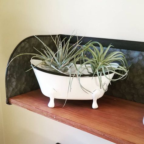 Bathtub Planter, Tub Decor, Mini Bathtub, Vertical Wall Planters, Plant Mama, Bathtub Decor, Thinking Outside The Box, Wall Planter, Clawfoot Bathtub