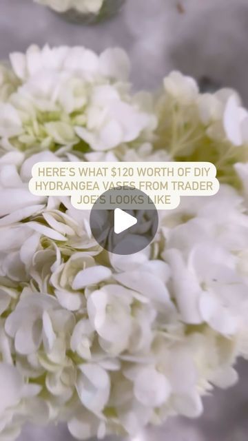 Jackie Dean | Product Stylist on Instagram: "If you know me you know I love a FULL table for all my events and tablescapes. Hydrangeas are my favorite for DIY vases because you don’t need a ton of them to make a BIG impact. @traderjoes is my go to but Kroger and other grocers also have a great, affordable selection! Opt for in season blooms to keep the price down regardless of where you get them! 

Hydrangeas at Trader Joe’s are about $6/bunch. This is 20 bunches shown- which was about 3 more than I needed.  I recommend buying some extra in case they break or some need to be switched out day of. 

While I dont typically do larger event designs this is for a local organizations I am part of so I volunteered to help. There will be about 60 people in attendance; 6 seated tables, 4 vases per t Diy Vases, Hydrangea Vase, Wedding Extras, Mason Jar Flowers, Wedding 2025, Black And White Theme, Table Wedding, Diy Vase, Trader Joe