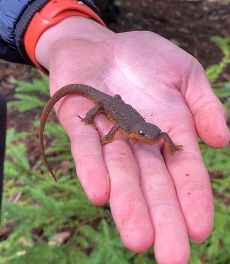 Grown and orange gecko with black eyes on hand in forest Lewis Core Aesthetic, Craig Core Aesthetic, Joey Core Aesthetic, Cj Core Aesthetic, Tessa Core Aesthetic, Ezra Core Aesthetic, Ethan Core Aesthetic, Jay Core Aesthetic, Tanner Core