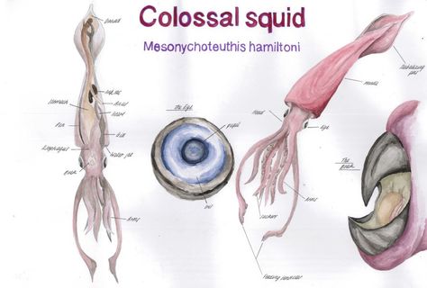 Nancy Rothwell Award: 15-18 Year Old Category – The Colossal Squid by Lucy Reynolds age 15. Find out more: bit.ly/1pu9nm2 Colossal Squid, Year Old, Illustrations