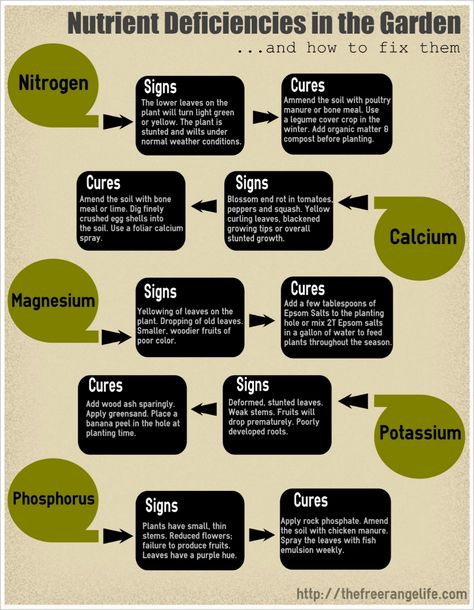 Nutrient Deficiency, Soil Improvement, Garden Soil, Veggie Garden, Growing Food, Edible Garden, Farm Gardens, Growing Vegetables, Shade Garden