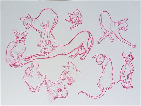 Sphynx cat sketches Good Sketches, Sphynx Cat Tattoo, Cat Anatomy, Learning To Draw, Sphinx Cat, Cat Sketch, Desenho Tattoo, Sphynx Cat, Animal Sketches