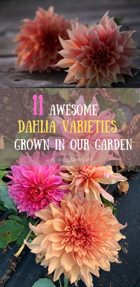 two pictures, each of bright pink and orange dahlias in the garden Dahlia Garden Layout, Dahlia Garden Ideas, Dahlia Beds, Dahlia Flower Garden, Dahlia Varieties, Dahlia Garden, Annual Garden, Summer Flowers Garden, Flower Bed Designs