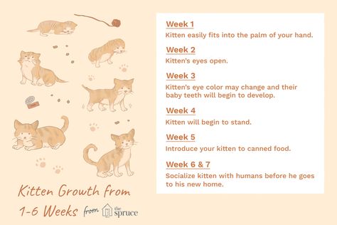 What to Expect in the First 6 Weeks of Your Kitten's Life 6 Week Old Kitten, Bottle Feeding Newborn, Feeding Kittens, Annie Mae, Kitty Care, Puppy Development, Kitten Eyes, Kittens Coloring, His Personality