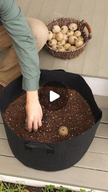 Burpee Gardening on Instagram: "You’ve got this thing in the bag! Here’s a step-by-step:  🥔 Pick a sunny spot and fill your grow bag with 6–10” of soil. 🥔 Plant seed potatoes 6–12” apart and 3–6” deep. 🥔 Lightly cover potatoes with 1–2” of soil. 🥔 As potatoes grow, cover with 1–2” of soil to cover the new stems until your grow bag is full. 🥔 Harvest when half of the vines begin to die off and the flowers droop. 🥔 Bake, roast, mash, boil—your call!" Potatoes Grown In Containers, Grow Bag Potatoes, Planting Potatoes In Buckets, Potatoe Planting How To Grow, How To Plant Potatoes In Grow Bags, Potato Bags Grow, Potato Planting In Container, Planting Potatoes In Bags, How To Grow Potatoes In A Bag