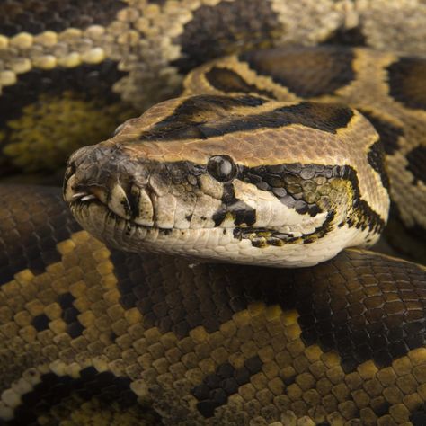 Travel to the jungles and grassy marshes of Southeast Asia to see this beautifully patterned, generally docile reptile, one of the largest snake species on Earth. Snake Species, Reticulated Python, Burmese Python, Types Of Snake, Joel Sartore, Largest Snake, American Alligator, Python Snake, Animal References