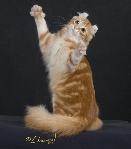 Ashera Cat, American Curl Cat, Kittens For Sale Near Me, Canadian Cat, Cat Poses, American Curl, Cat Images, Dream's Cat, Munchkin Cat