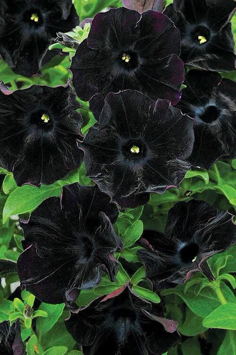 Black Petunias Black Petunias, Goth Garden, Gothic Garden, Black Garden, Diy Outdoor Decor, Dark Flowers, Organic Gardening Tips, Unique Gardens, White Gardens