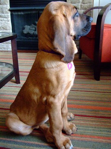 Bloodhound puppy Sitting Side Profile, Blood Hound Dog, Bloodhound Puppy, Blood Hounds, Bloodhound Puppies, Blood Hound, Bloodhound Dogs, Let Him Go, Redbone Coonhound