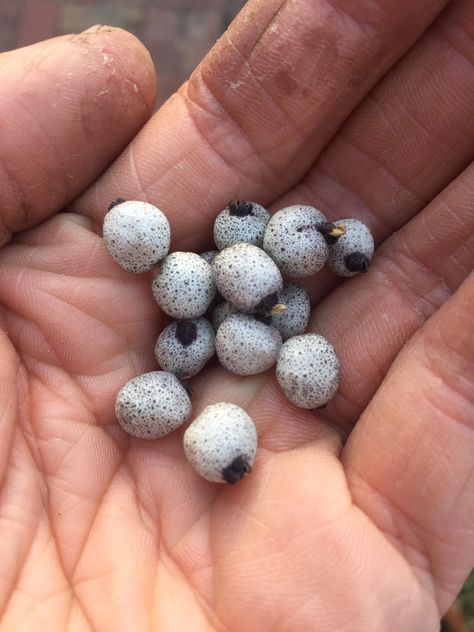 A small harvest of Midyim Berries an Australian bush tucker plant tastes a bit like fairy floss! Bush Tucker, Australian Native Garden, Edible Wild Plants, Australian Bush, Fairy Floss, Native Garden, Wild Plants, Food Garden, Hobby Farms