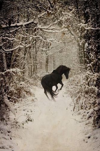 Horses In Snow, Majestic Horse, All The Pretty Horses, Black Horse, Pretty Horses, Jolie Photo, Horse Photography, Horse Pictures, Horse Love