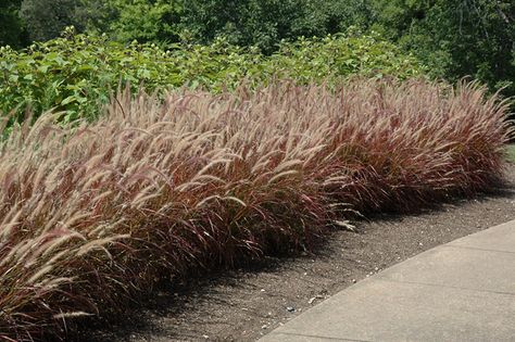 Find Purple Fountain Grass (Pennisetum setaceum 'Rubrum') in Denver Centennial Littleton Aurora Parker Colorado CO at Tagawa Gardens Pennisetum Alopecuroides Hameln, Pennisetum Setaceum, Landscape Nursery, Low Water Gardening, Landscaping Trees, Annual Garden, Alpine Garden, Perennial Grasses, Fountain Grass