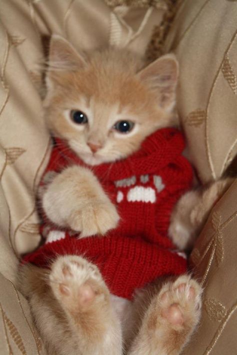 Kitten wearing sweater Cat Wearing Sweater, Burmese Kittens, Kitty Sweater, Kitten Sweater, Tiny Kitten, Cat Boarding, Domestic Cat, Dog Boarding, Cute Animal Drawings