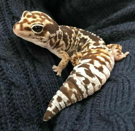 Leopard Gecko Cute, Cute Gecko, Pet Lizards, Cute Lizard, Cute Reptiles, Pet Halloween Costumes, Leopard Gecko, Reptiles Pet, Pretty Animals