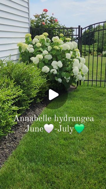 152 likes, 67 comments - our.cozy.white.home on August 1, 2024: "Annabelle hydrangea is that kind of flower that works for two 😁

It blooms beautifully white in June then turn green and stays green for the rest of the season!🙌

Who doesn't like two in one flower in the garden? 
🤍💚☺️

P.S. I noticed mine stays green if it's protect from the hot afternoon sun, otherwise it turns brown 🥴". Strong Annabelle Hydrangeas, White Endless Summer Hydrangea, Hydrangea Snow Queen, Hydrangea Arborescens Annabelle, Blue Enchantress Hydrangea, Annabelle Hydrangea, Hydrangea, It Works, Turn Ons