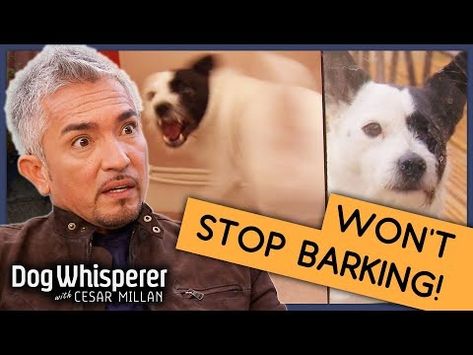 Pup Who's Been Barking for 6 Years | Full Episode | S9 Ep3 | Dog Whisperer With Cesar Millan - YouTube Dog Whisper, Dog Whisperer Cesar Millan, Kitty Care, Dog Tricks, Cesar Millan, Dog Whisperer, Treat Recipes, Dog Hacks, Dog Treat