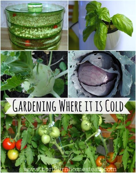 Gardening where it's cold (Zone 3) is different to warm zones. If you know the differences, you can grow lots of food where it is cold, too. Lots Of Food, Gardening Zones, Homestead Gardens, Organic Vegetable Garden, Garden Guide, Organic Gardening Tips, Gardening Advice, Garden Tips, Organic Vegetables