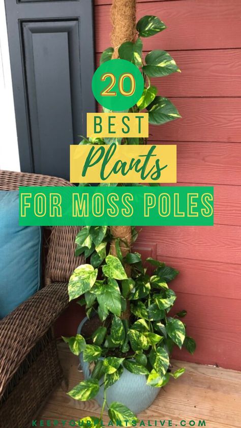 Plants On Moss Pole, Moss Pole Plants, Moss Pole Ideas, Pothos On Moss Pole, Moss Poles For Plants, Moss Pole Monstera, Diy Moss Pole, Plant Pole, Indoor Climbing Plants