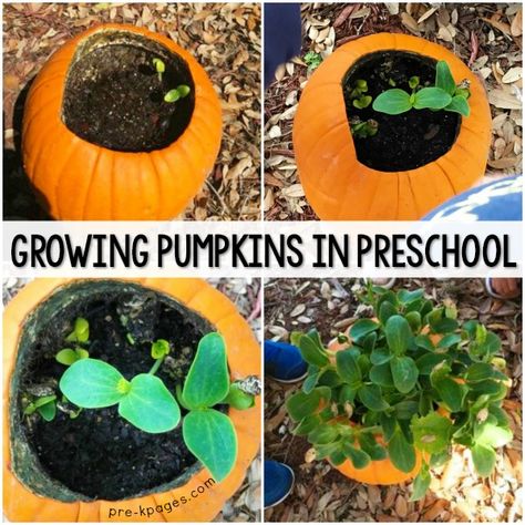 Planting Pumpkin Seeds with Preschool Kids Seed Activities For Preschool, Pumpkin Seed Activities, Grow Pumpkins From Seeds, Seeds Preschool, Planting Pumpkin Seeds, Seed Activities, Growing Pumpkin, Experiment Preschool, Pumpkin Preschool