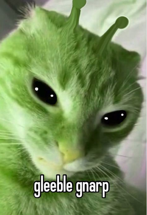 Funny Looking Cats, Green Cat, Silly Cats Pictures, Cute Cats Photos, Silly Animals, Very Funny Pictures, Silly Pictures, Funny Cute Cats, Silly Cats