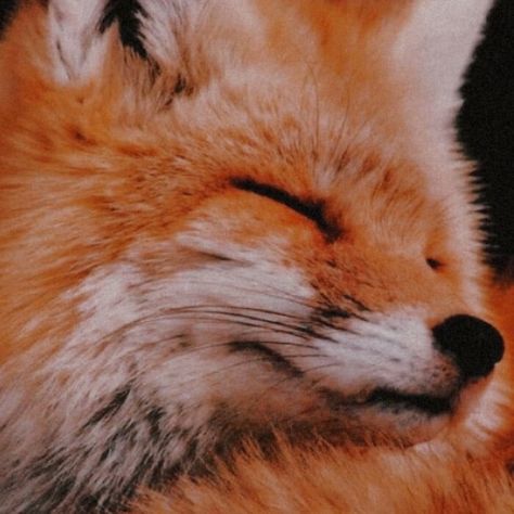 Autumn Fox Aesthetic, Orange Animal Aesthetic, Orange Fox Aesthetic, Red Kitsune Aesthetic, Orange Dragon Aesthetic, Fox Astethic, Fox Icons Aesthetic, Red Fox Aesthetic, Fox Pfp