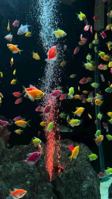 Fish Wallpaper Iphone, Aquarium Live Wallpaper, Live Fish Wallpaper, Underwater Wallpaper, Beautiful Butterfly Pictures, Iphone Wallpaper For Guys, Iphone Dynamic Wallpaper, Glittery Wallpaper, Moving Wallpapers