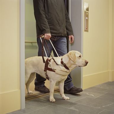 Dogs With Jobs, Dog Pooper Scooper, Service Dogs Gear, K9 Training, Pooper Scooper, National Geographic Kids, Assistance Dog, Best Dog Training, Guide Dog