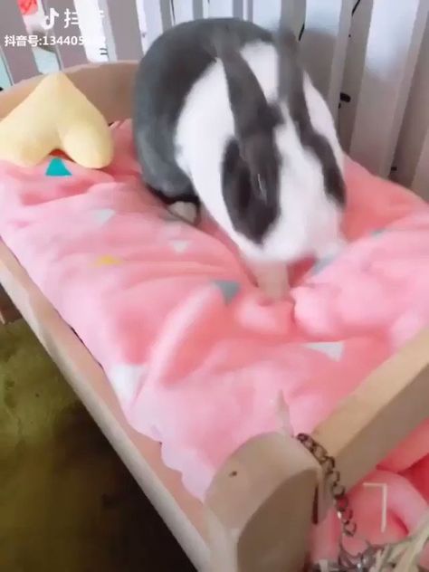 Making Bed, Pet Rabbit Care, Make The Bed, Bunny Room, Pet Bunny Rabbits, Indoor Rabbit, Bunny Care, Rabbit Cages, Bunny Cages