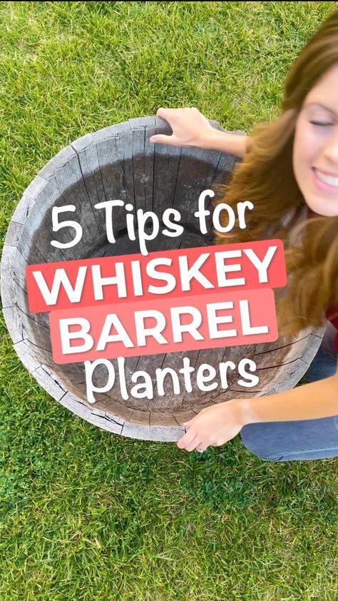 Whiskey Barrel Planter Flowers, Whiskey Barrel Decor, Barrel Flowers, Whiskey Barrel Planter, Barrel Decor, Green Love, Flowers Gardening, Barrel Planter, Plant Hacks