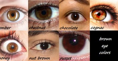 Various shades of brown eyes Color Puns, Eye Color Chart, A Writer's Life, Types Of Eyes, Brown Eye, Writing Characters, Writing Quotes, Smokey Eye Makeup, Writing Tools