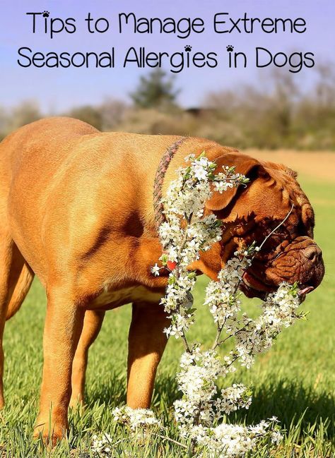 Seasonal allergies can be just as bad for dogs as for people. Here are some tips to help manage your dog's uncomfortable extreme seasonal allergies. Seasonal Allergy Remedies, Dog Allergies Remedies, Grass Allergy, Allergies In Dogs, Adoption Tips, Bad Allergies, Animal Tips, Puppies Tips, Allergy Remedies