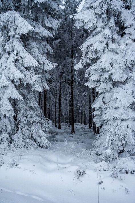 Cottagecore Tumblr, Winter Woods, Snowy Forest, Winter Love, Dark Winter, Winter Magic, Winter Scenery, Sanya, Winter Pictures