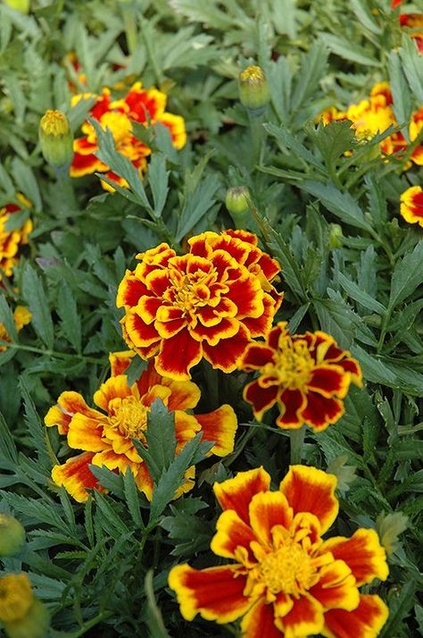 Nursery French, Tagetes Patula, Winnetka Illinois, French Marigold, Richardson Texas, October Birth Flowers, Flower Types, Plant Study, Seasons Autumn