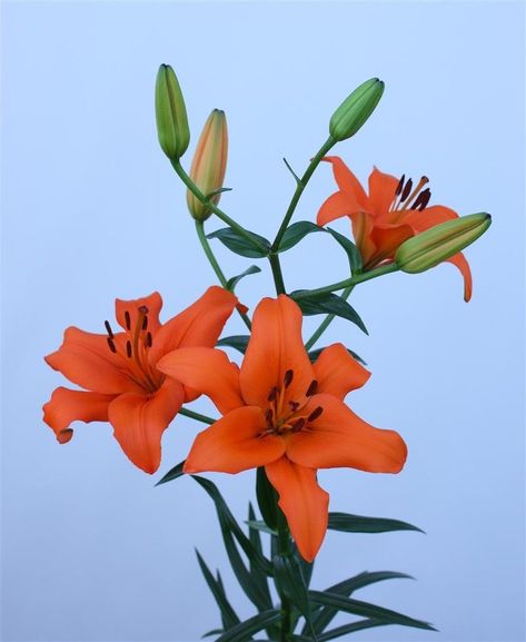 Tiger Lily Reference, Lilium Flower, Whatever Forever, Photos Flowers, Gladioli, Asiatic Lilies, Flower Bulbs, Beautiful Bouquet Of Flowers, Bulb Flowers