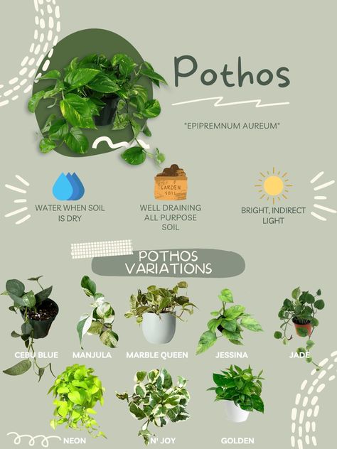 Pothos Care Guide Pothos Indoor Decor, Indoor Plants Pothos, Plant Care For Beginners, Different Pothos Plants, Caring For Pothos Plant, House Plant Names, House Plant Placement, Pothos Plant Types, Indoor Plant Care Tips