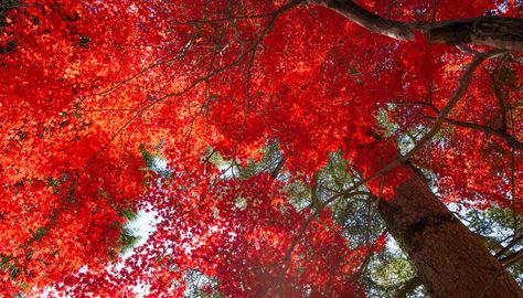 Pros & Cons of Red Maple Trees. One of the most abundant trees in America's forests, red maple (Acer rubrum) makes a statement in the garden with its big canopy of wide, hand-shaped leaves. Growing in U.S. Department of Agriculture plant hardiness zones 3 through 9, red maple's intense fall color brightens ... Red Sunset Maple, Maple Tree Landscape, Red Maple Tree, Wisteria Tree, Red Autumn, Maple Trees, Live Tree, Specimen Trees, Red Sunset