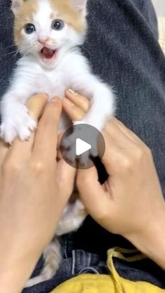 Hear Cat, Cute Kittens Videos, Cute Little Cats, Cat With Blue Eyes, Innocent People, Kitten Rescue, Cute Little Kittens, Cat Tail, Old Cats