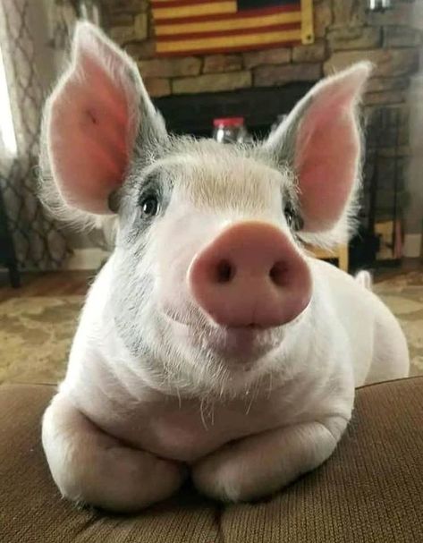 Pig Eyes, Pot Belly Pigs, Cute Piglets, Pet Pigs, Baby Pigs, Cute Pigs, Little Pigs, Sweet Animals