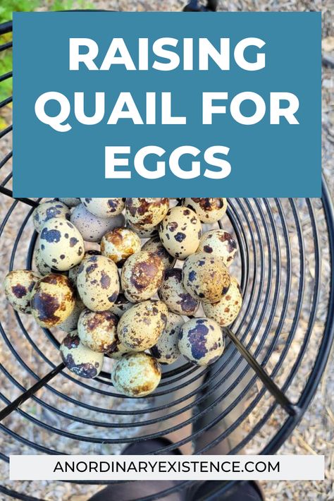 All the info you need to raise quail for their delicious eggs! Raising Quail Indoors, Raising Quail, Farm Wife, Egg Production, Quail Eggs, Egg Laying, Nesting Boxes, Chicken Eggs, Egg Hunt