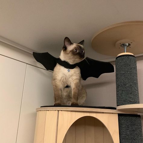 Siamese cat with a bat wings Halloween costume Cat Bat Costume, Cat Halloween Costume Pet, Cat Dressed Up, Bat Costume, Halloween Party Decoration, Tonkinese, Cat Dress, Puppy Collar, Bat Halloween